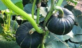 网红吃瓜1小时,揭秘娱乐圈幕后真相